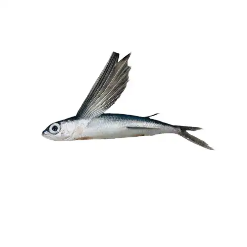 Flying Fish