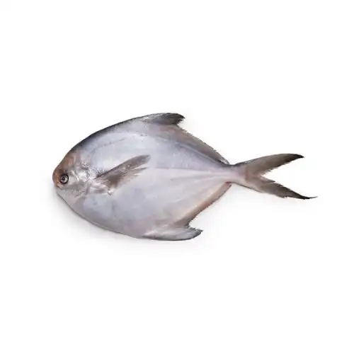Silver Pomfret First Global Seafood