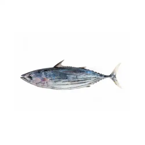Skipjack Tuna First Global Seafood