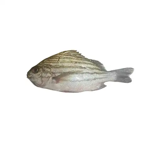 Stripe Bream