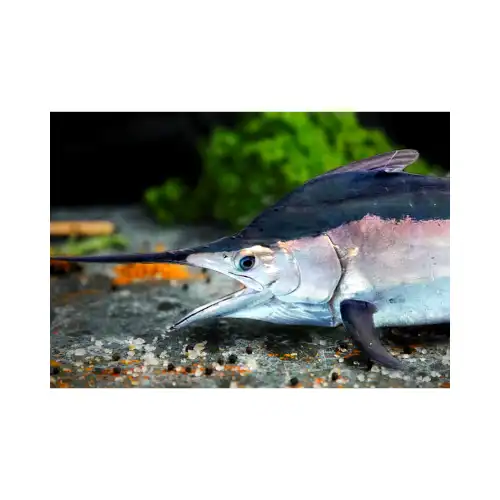 Super Frozen Marlin